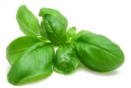 Basilicum